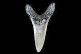 Fossil Shortfin Mako Shark Tooth - Georgia #75265-1
